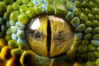 /album/colegiomontemorciencias/a99224565-python-238359c-jpg/