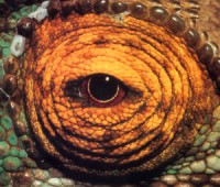 /album/colegiomontemorciencias/cham5-jpg/