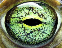/album/colegiomontemorciencias/green-toad-eye-jpg-644x0-q100-crop-smart-jpg/