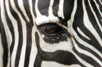 /album/colegiomontemorciencias/animal-eyes-01-jpg/